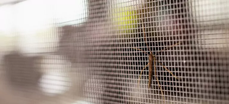 Repair Mosquito Mesh For Windows in Orlando, FL